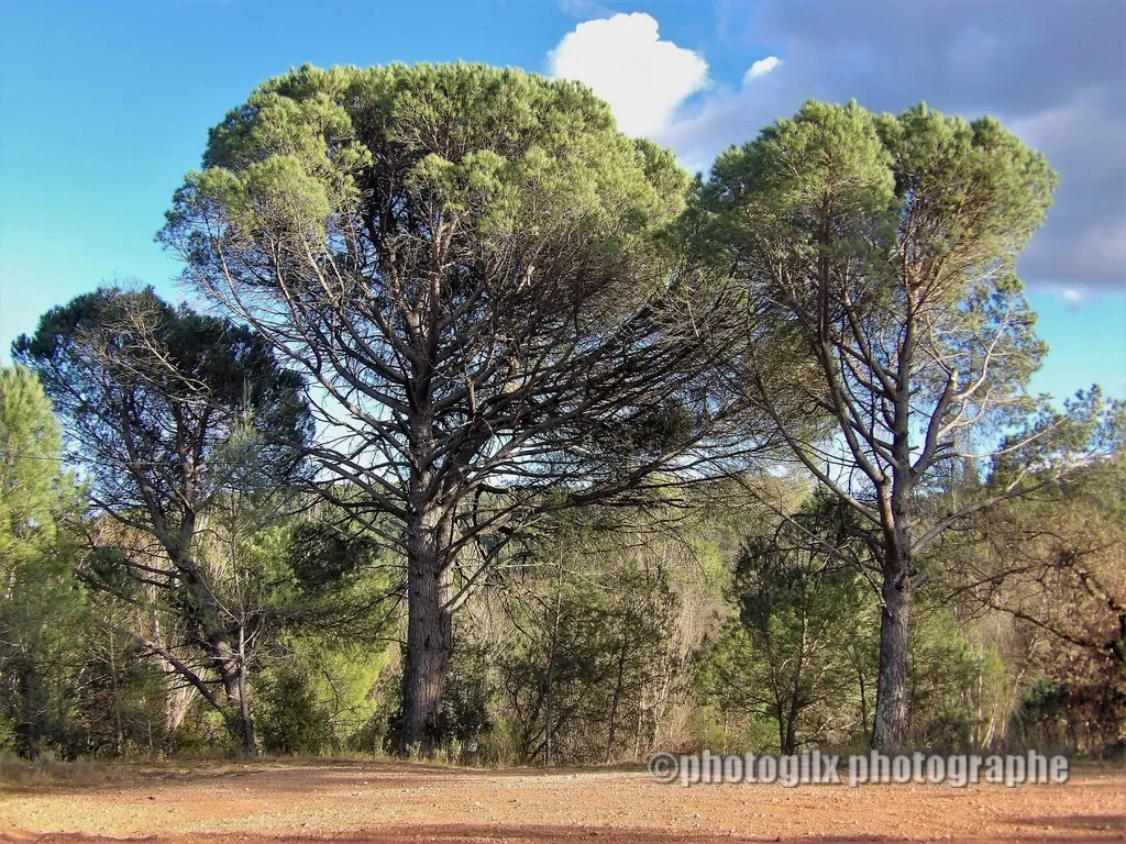 nature var