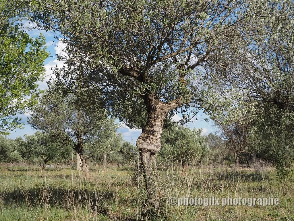 nature var