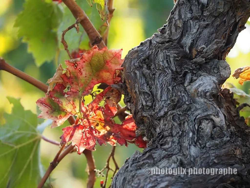 nature var